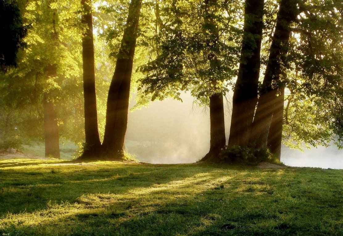 Morgen im alten Park