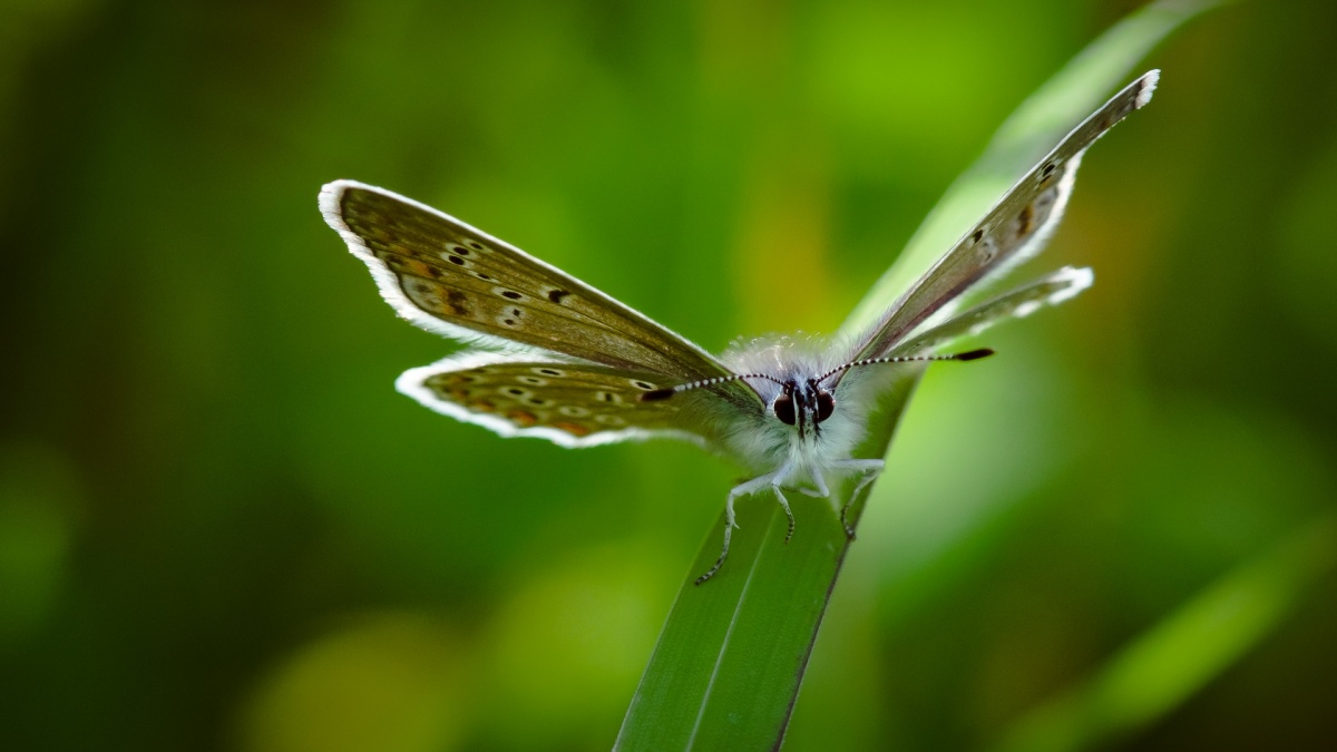 Silber besetzte blauer ...
