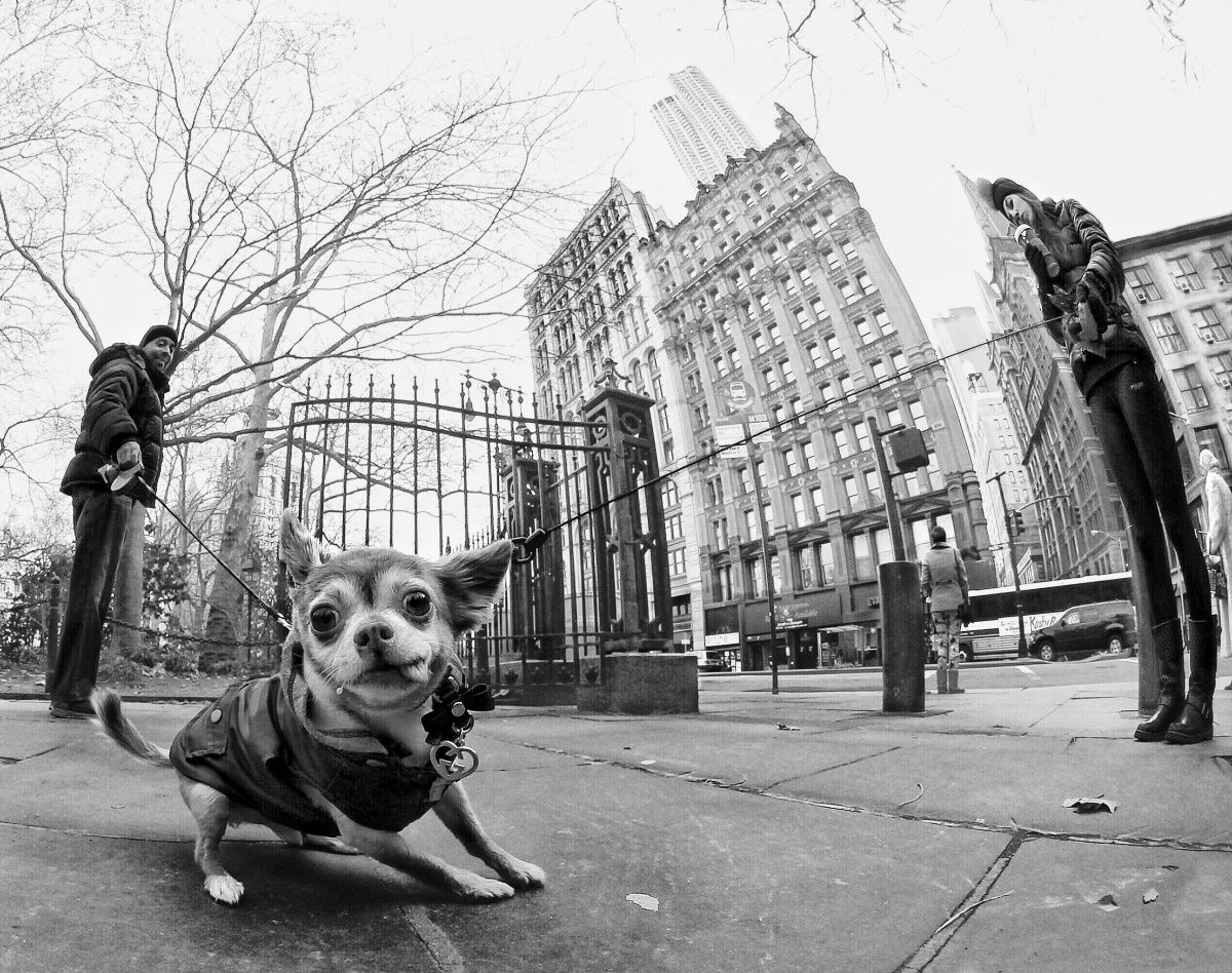 Das Tier, kein Hund ... Man kann nicht halten ...