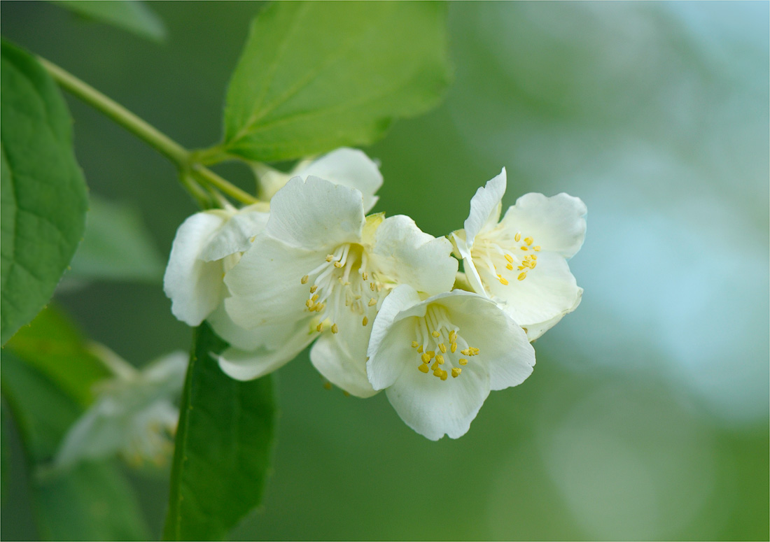 Sommer-Skizze in Pastellfarben
