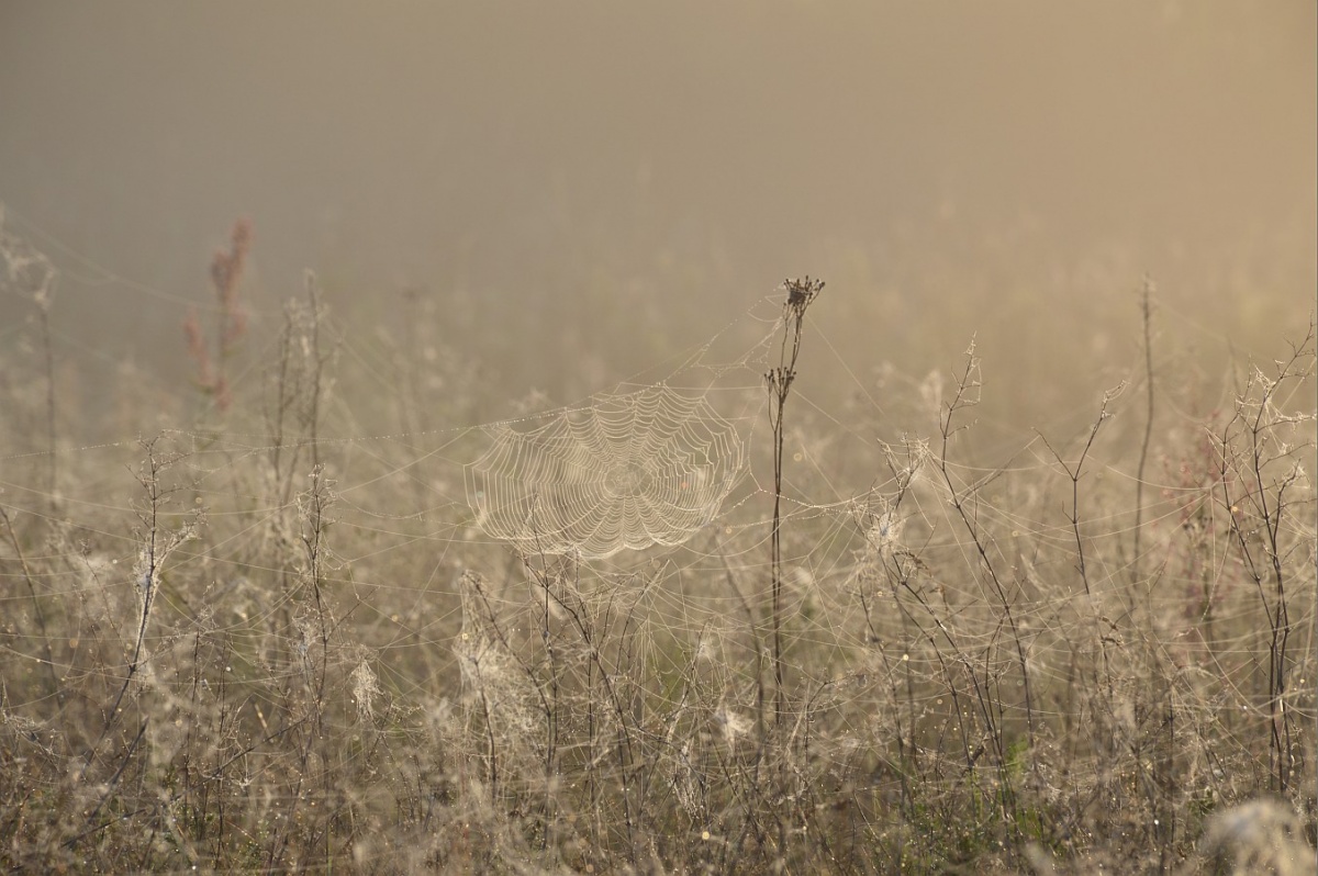 Netzwerk für den Nebel ...