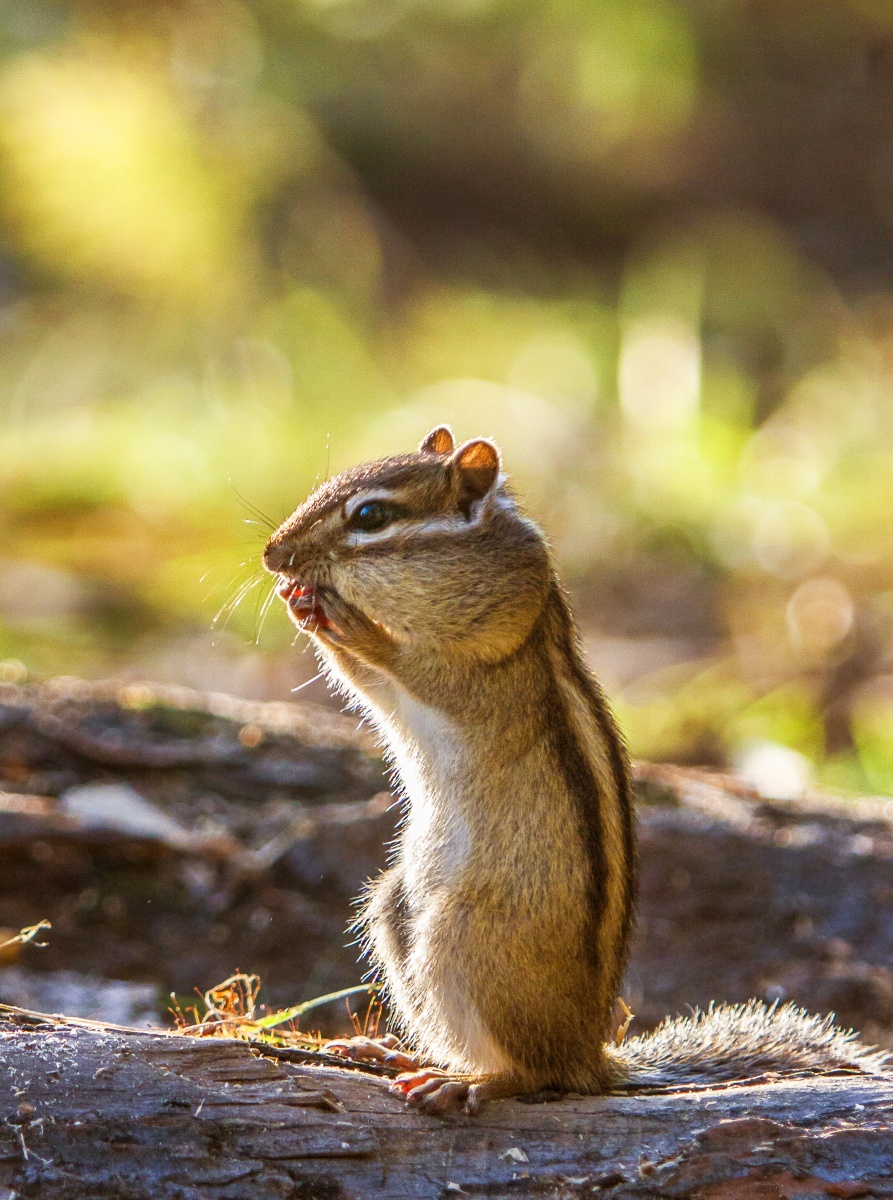 Siberian Tiger ... in Miniatur!