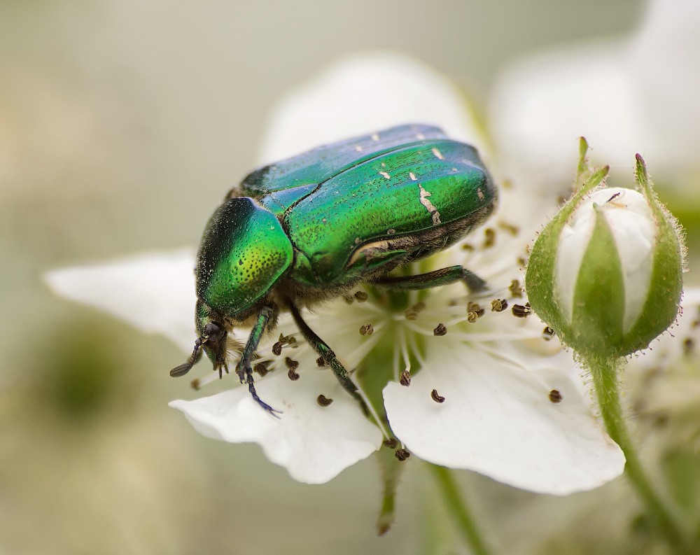 Wenn die Blüten Brombeere