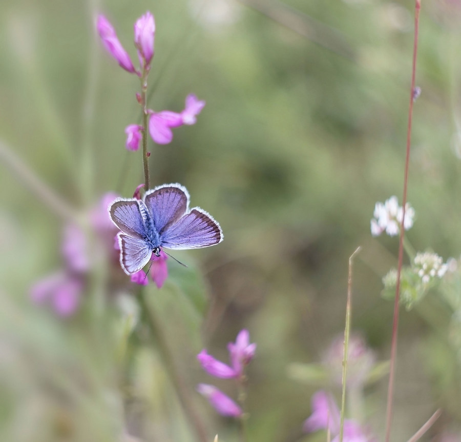 Kupfer-Schmetterling