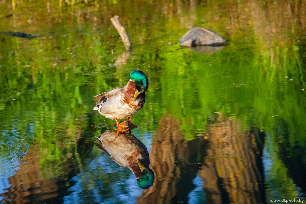 Reflection unwiderstehlich)