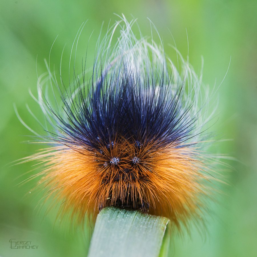 Der Platz ist nicht Malevich