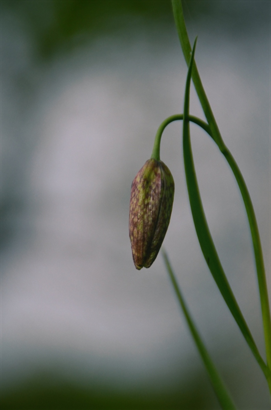 Grouse shahmatovidny (lat. Fritillaria meleagroídes)