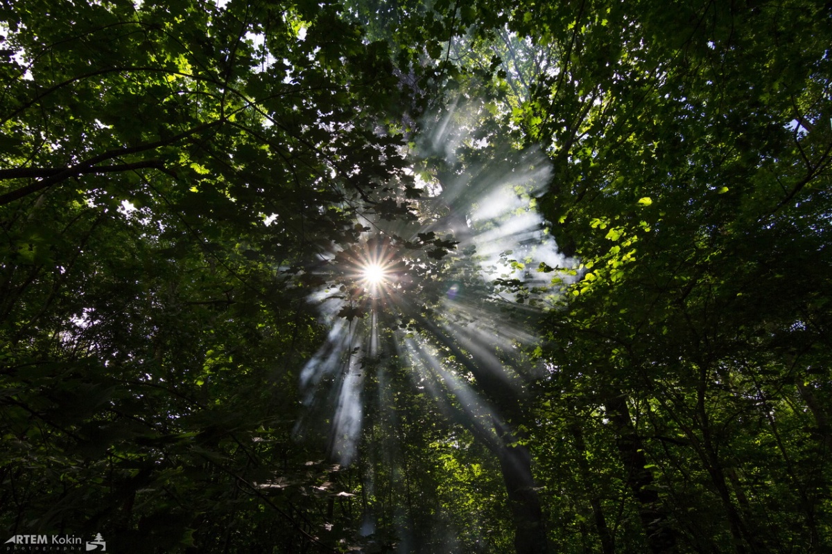 Morgensonnenstrahlen