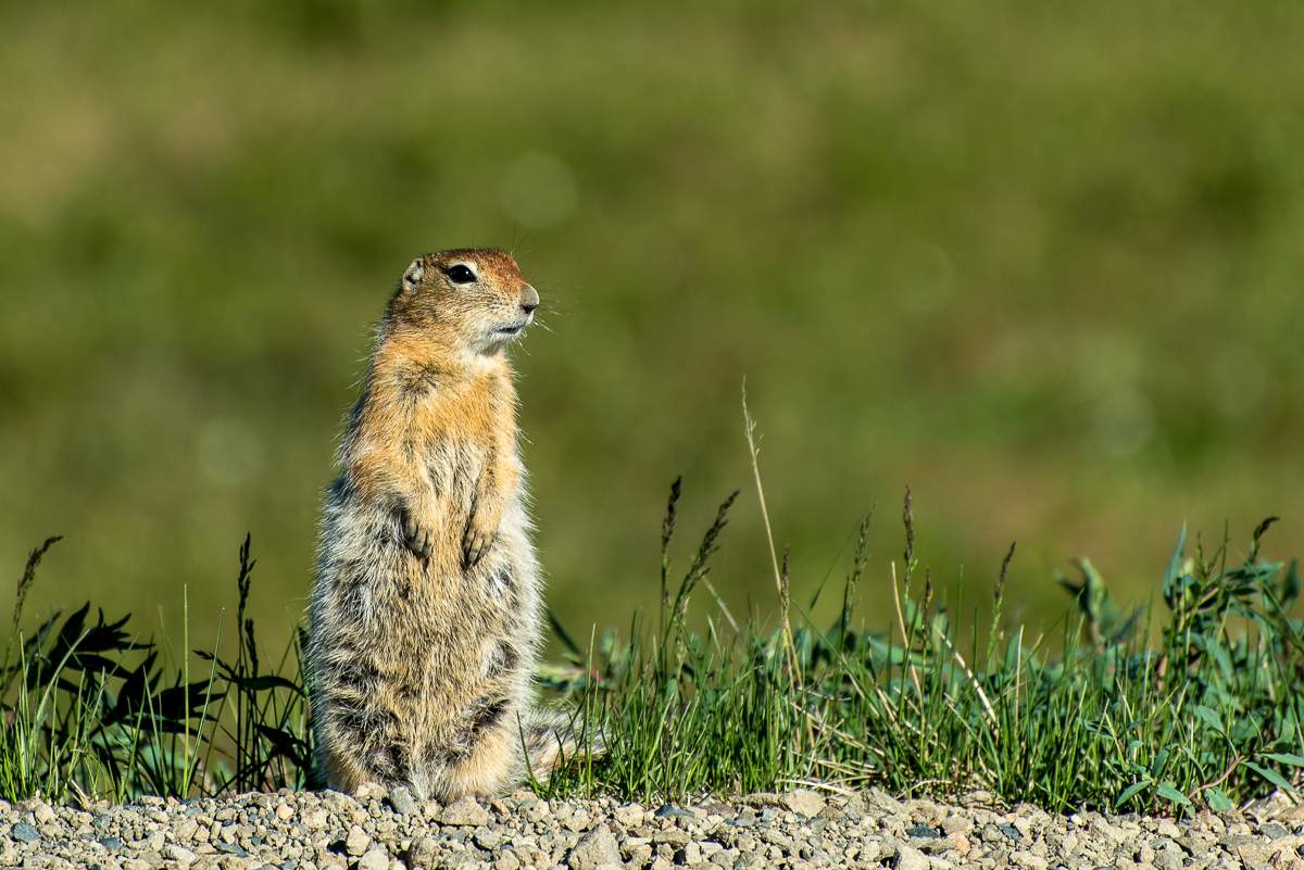 Squirrel (gopher Bering) in der Tundra