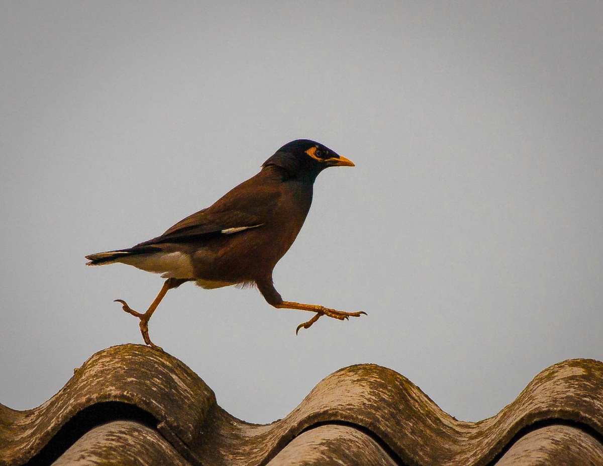 ..speshu ... sorry ...