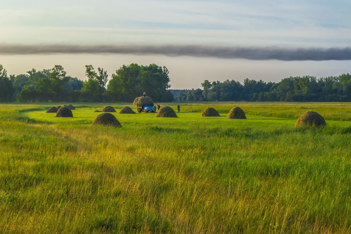 Sammler Heu