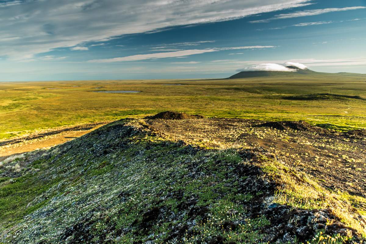 Summer in Chukotka. Tundra