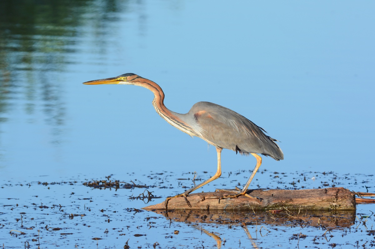 Rothaarige Freundin.