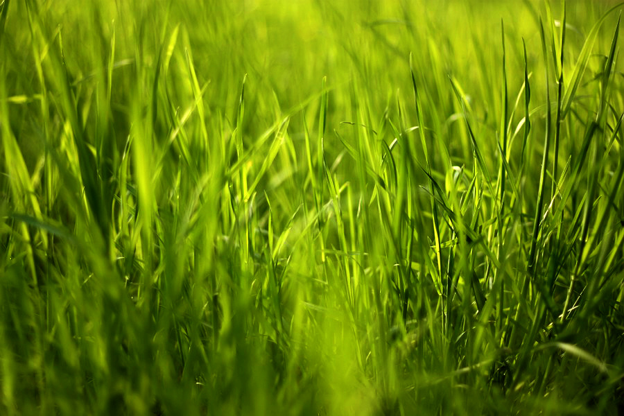 Travushka-muravushka zelenenkaja)