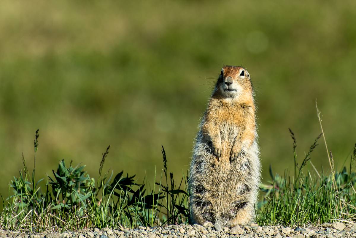 Squirrel (gopher Bering) in der Tundra