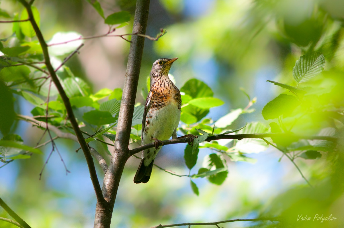 Salat mit Wacholderdrossel
