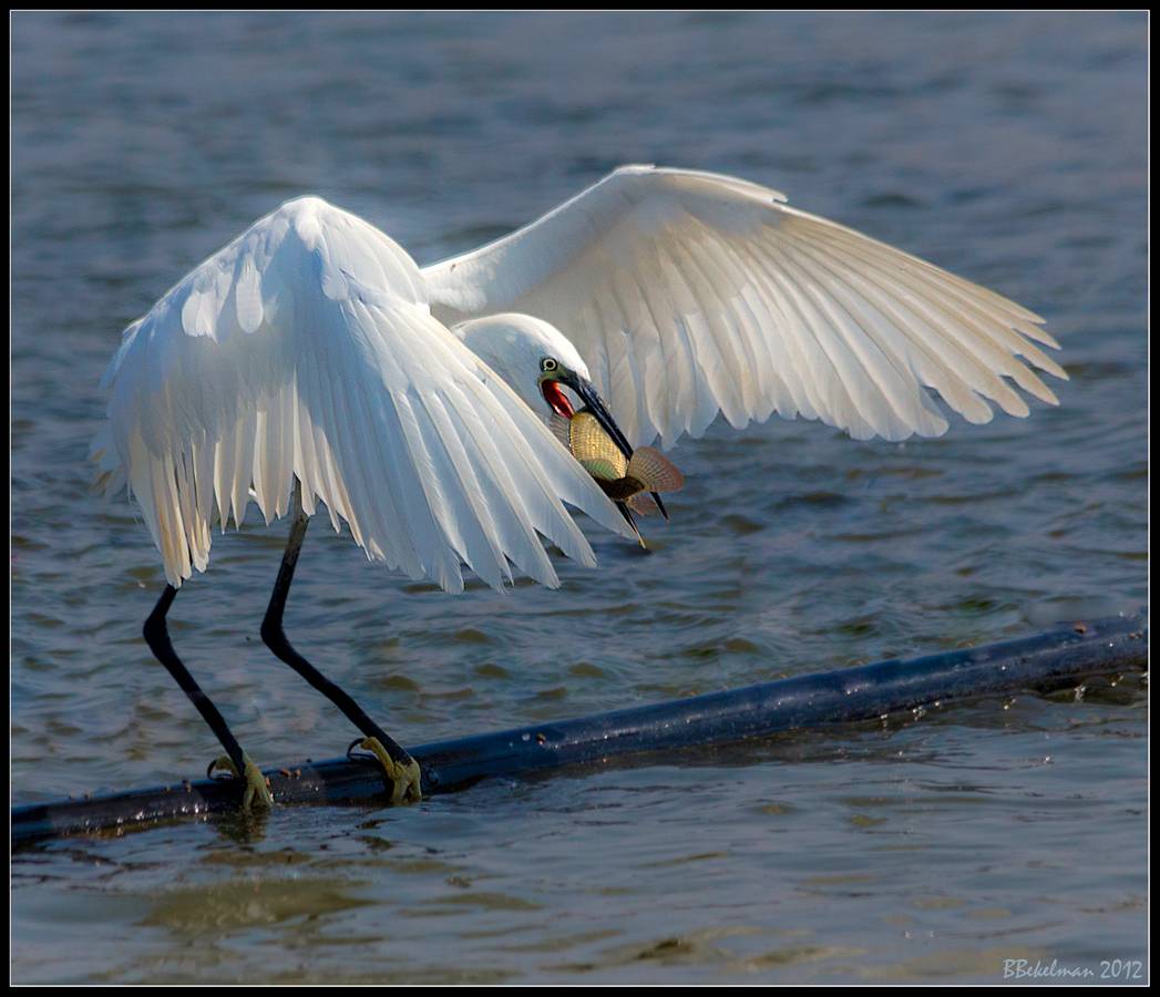 Mine, ich werde nicht aufgeben !!!