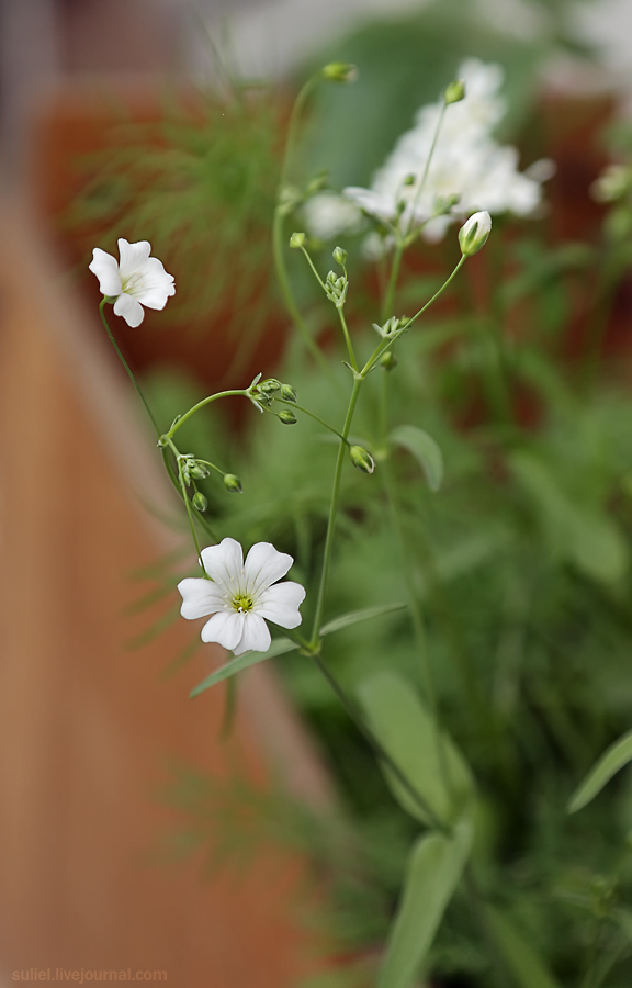 Die Verkörperung der Gnade
