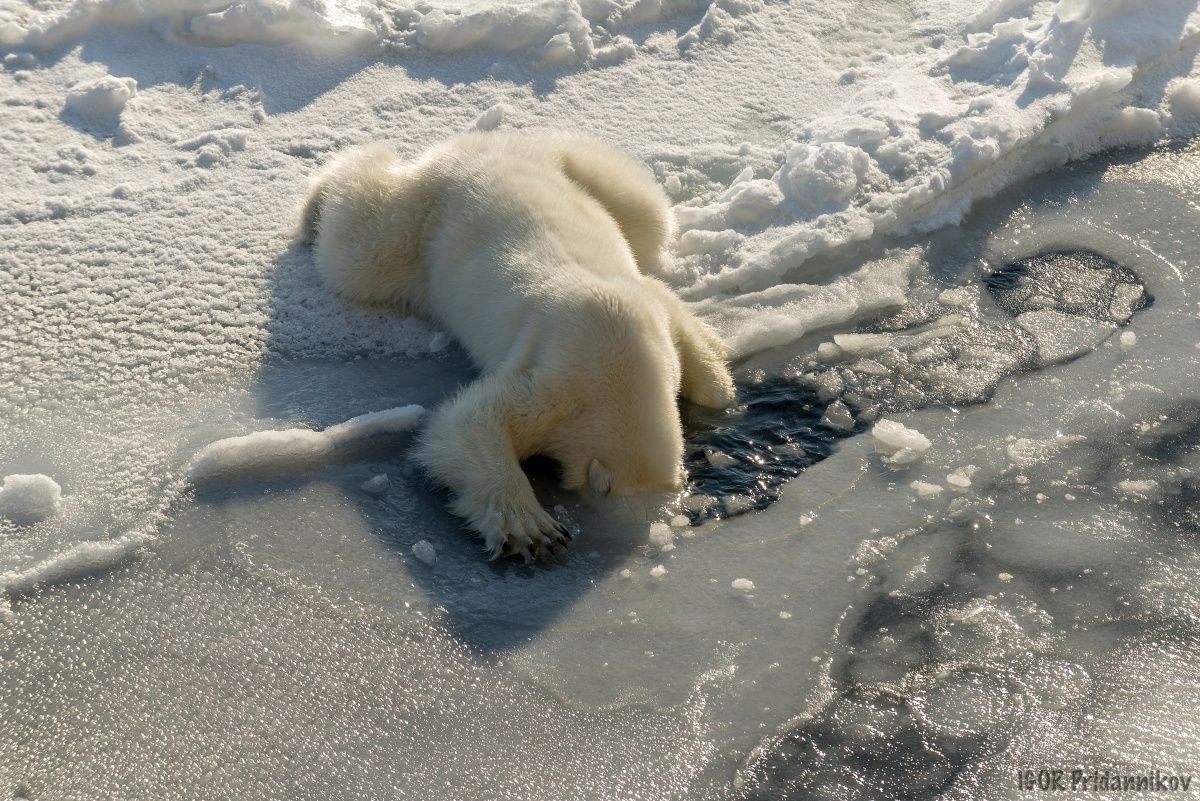 Nach einer stürmischen Partei, ein großer Teil davon war, für drei, Lapa drängen Eisstücke, den Kopf im Wasser - plop ...