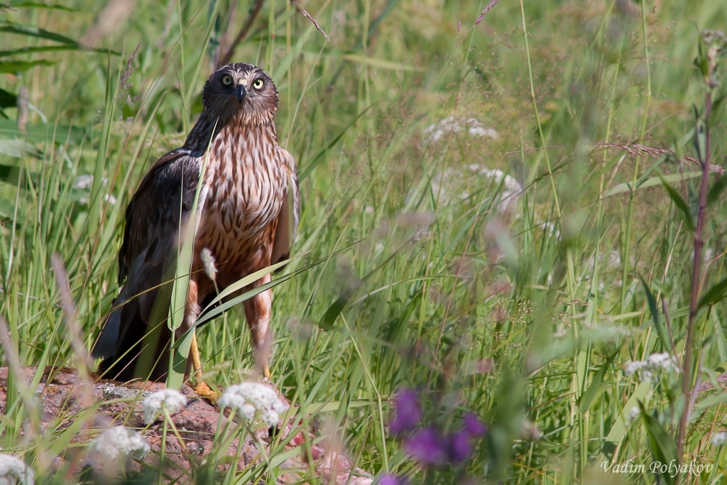 Aus dem Blick dieses verborgenen selten