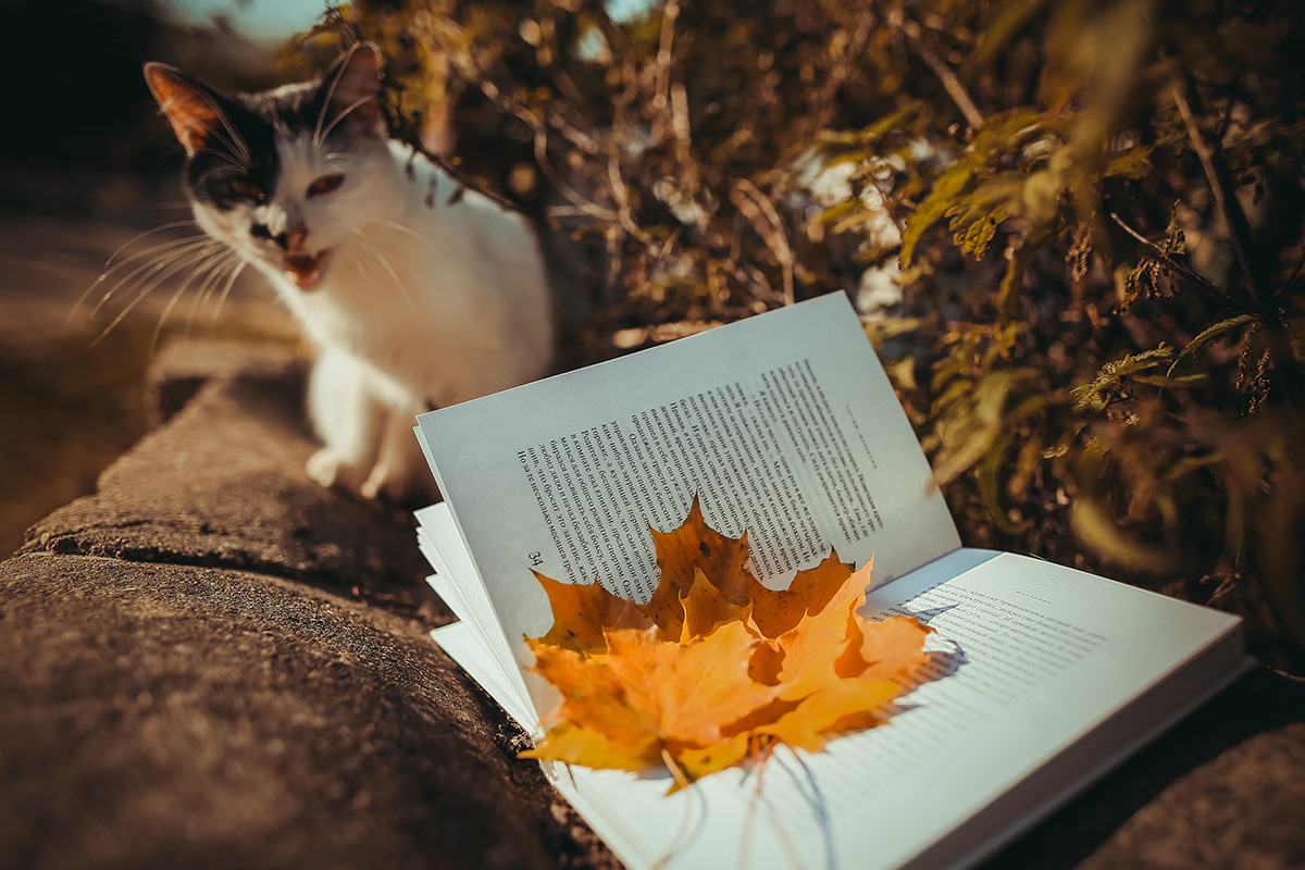 Passwort Bücher lesen Katzen ...