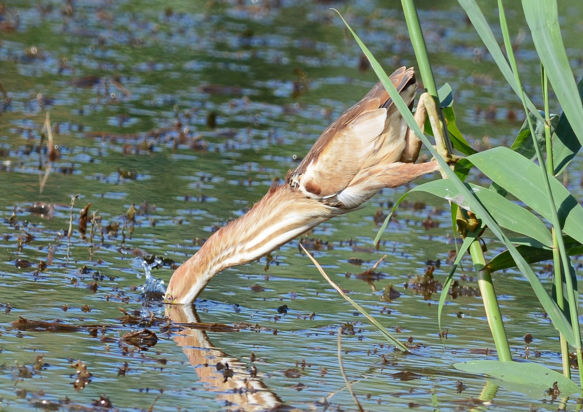 Eins, zwei, drei oder tauchen.