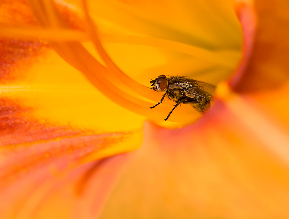 "Jemand, der lebt teremochke?"