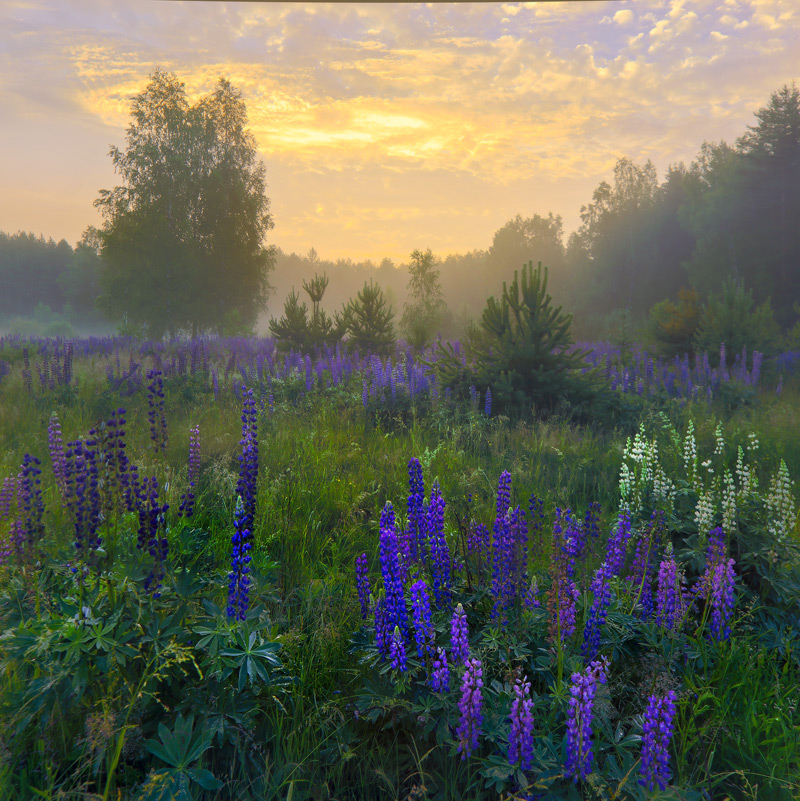 Fantasie über Lupin