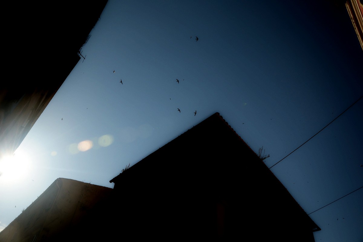 Jagd gehen für "Wölfe"