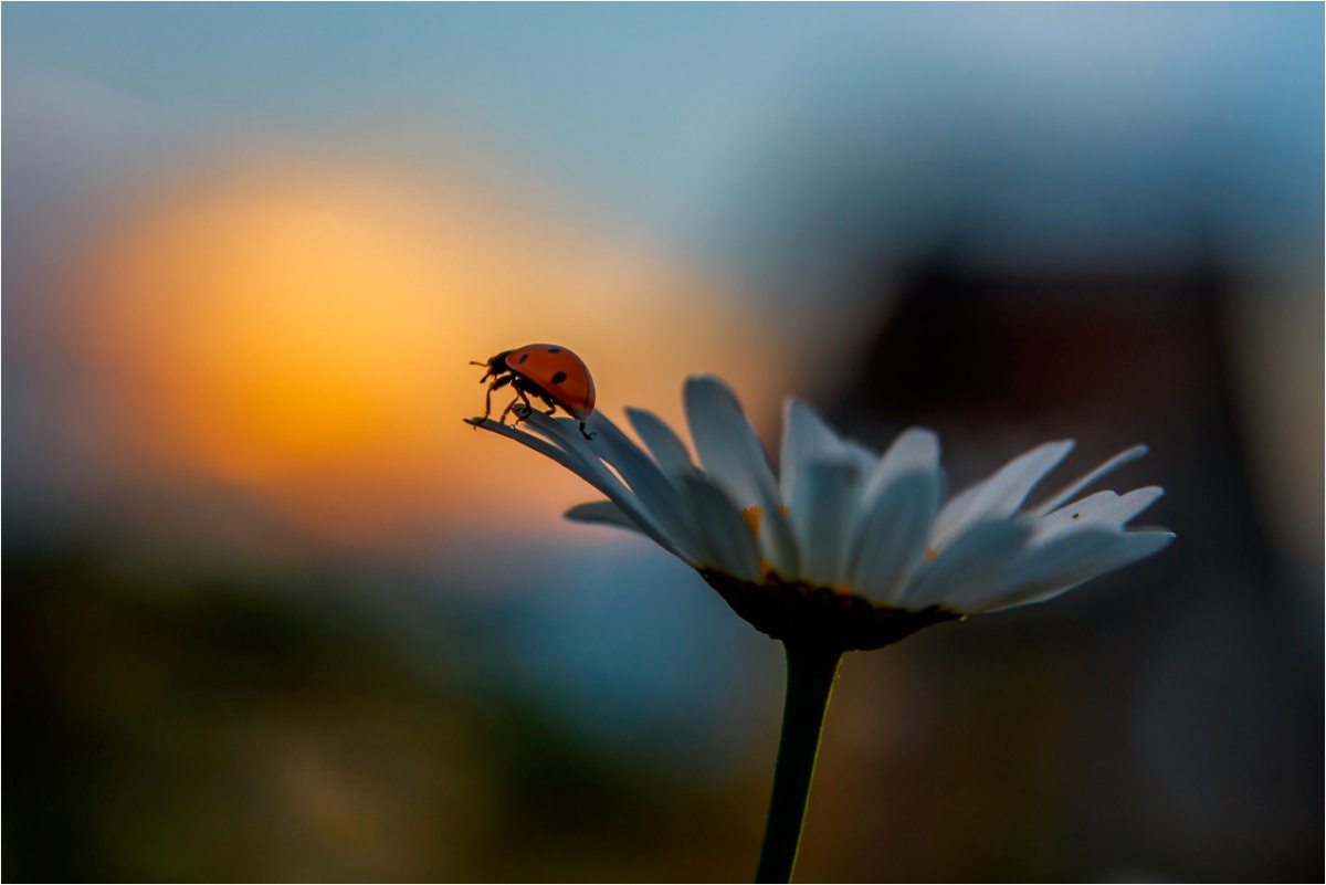 Die Sonne zu sehen Sehen Sie die Sonne
