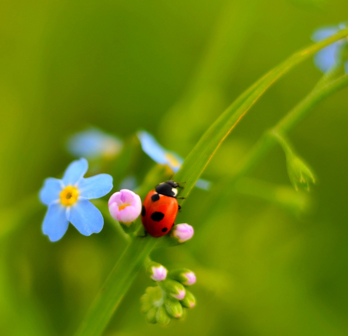 Kuh in den Meinnicht