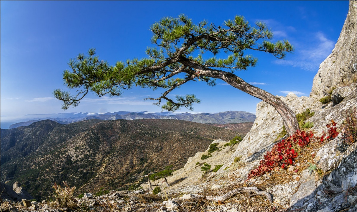 New Svetovsky Bansal