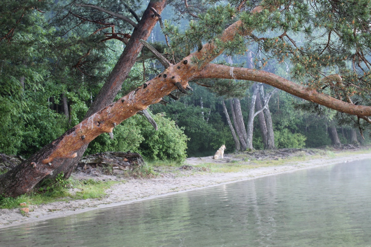 Morgen auf dem See. Im Vorgriff auf die Eigentümer.
