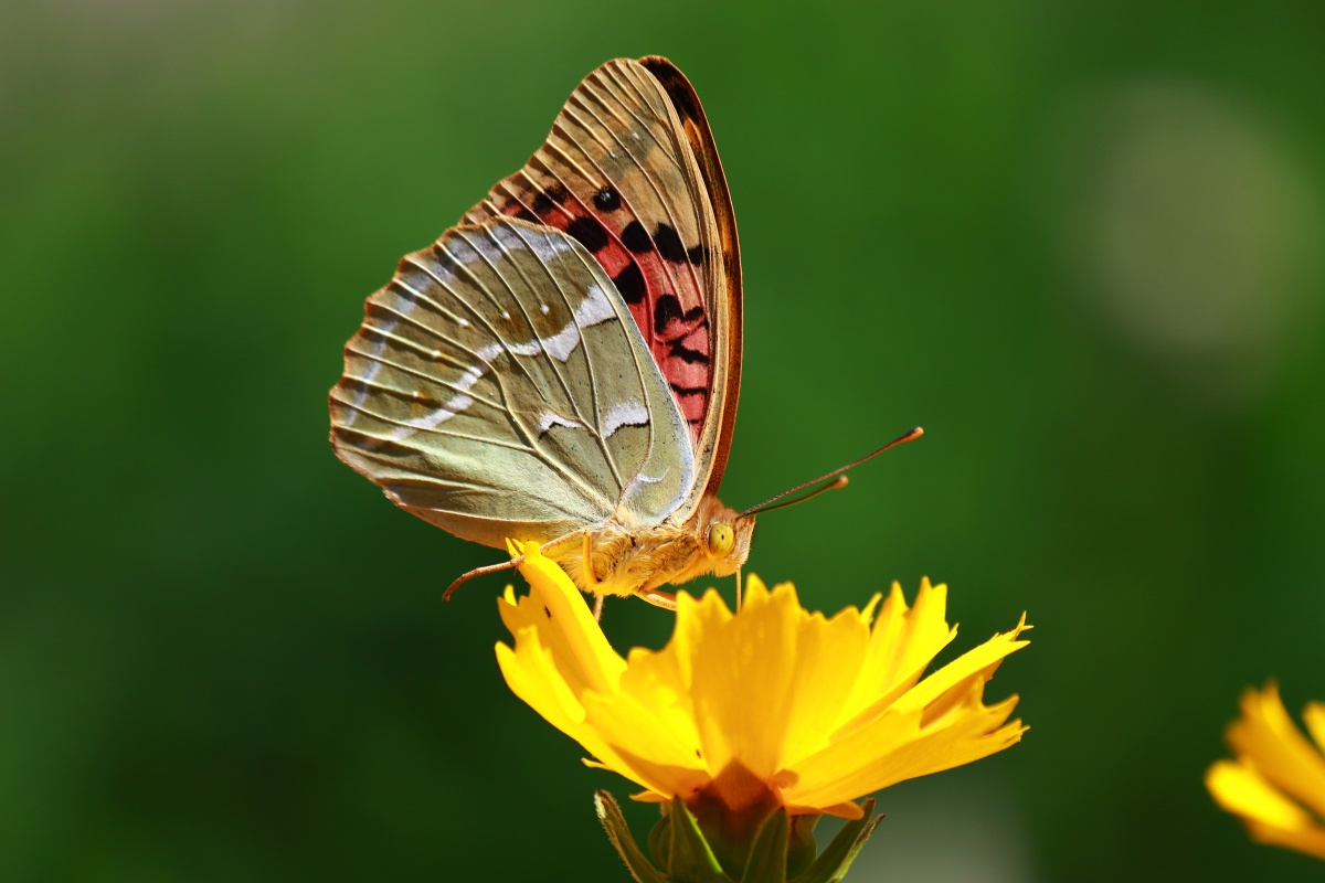 Schmetterling