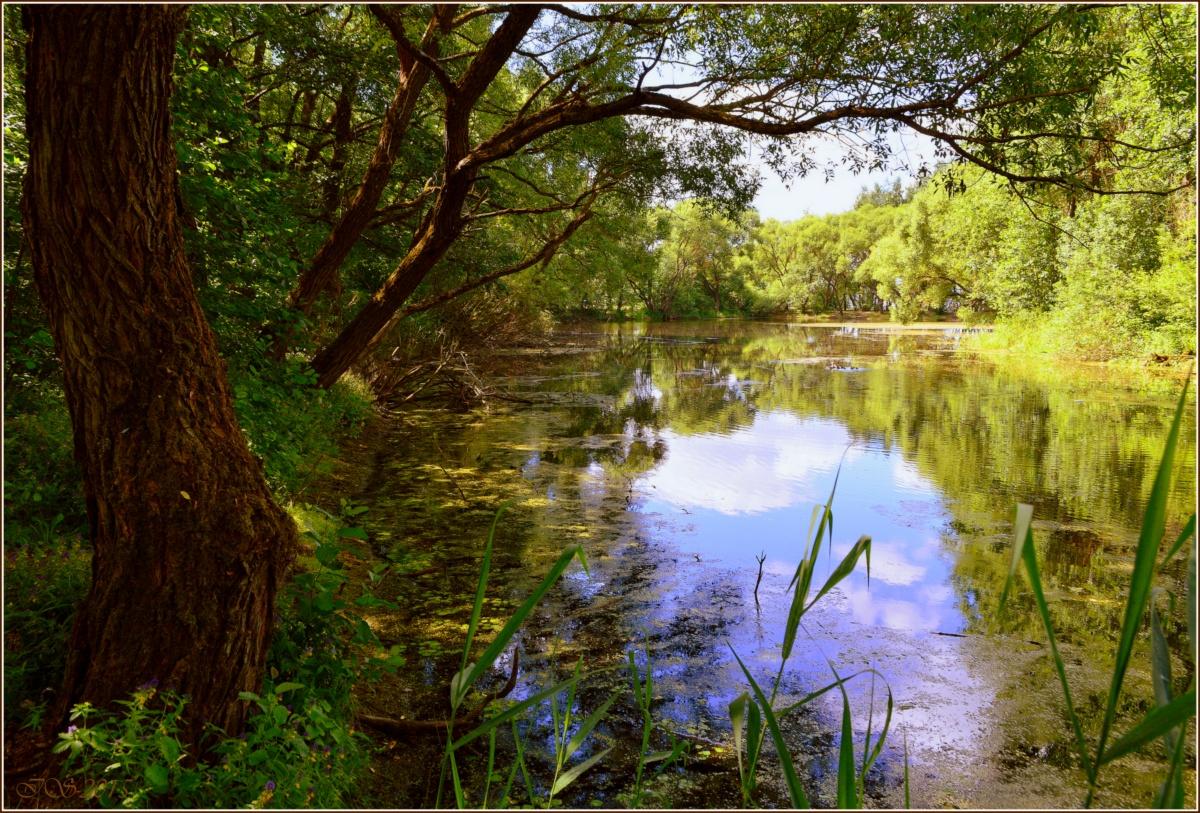 im Schatten am Teich
