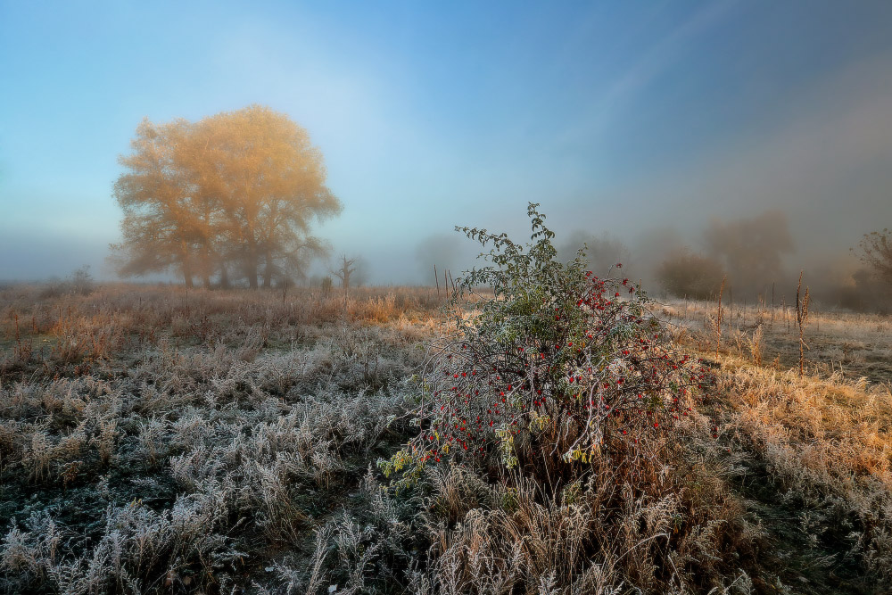 Kalter Morgen Frost deckt.