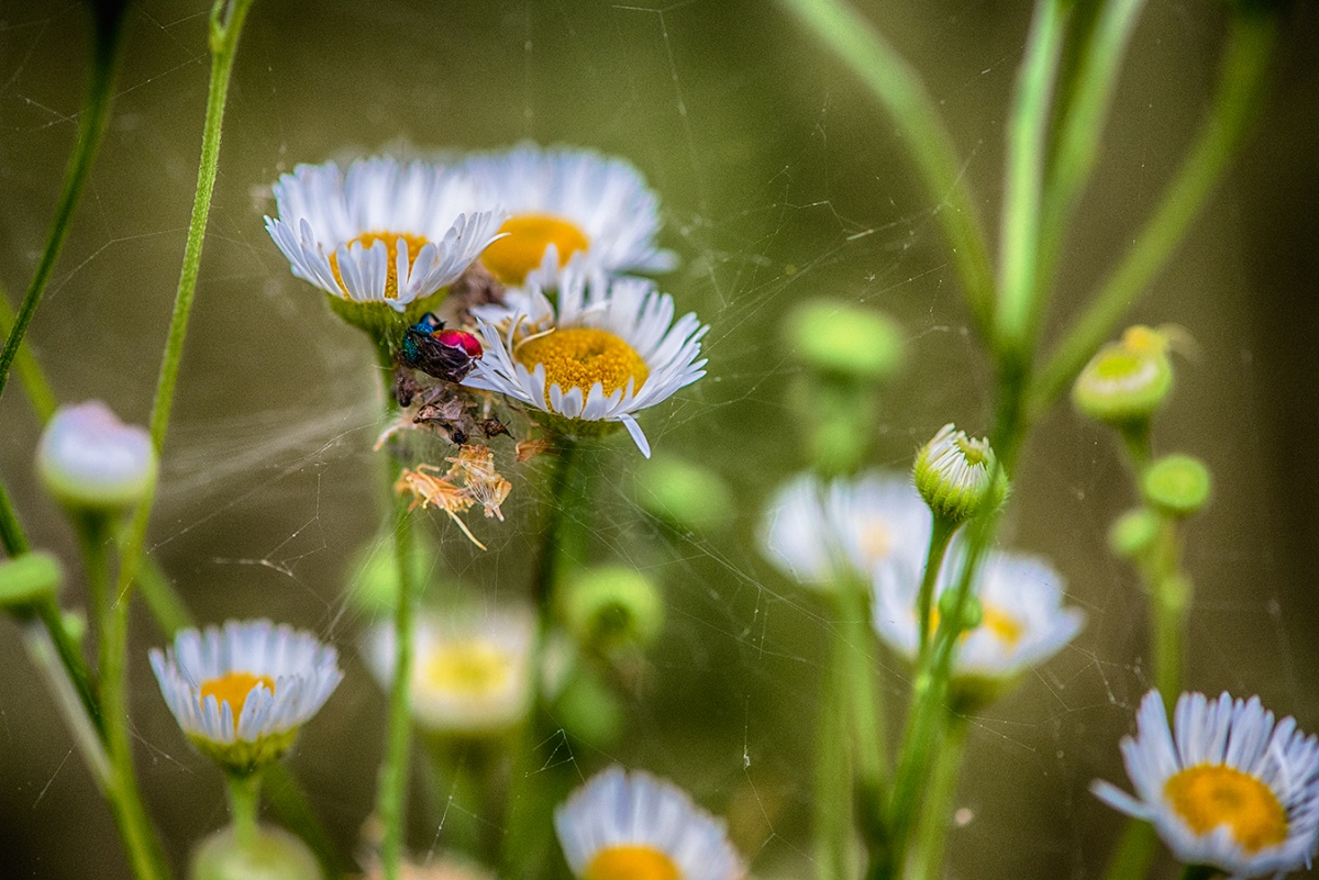 Geladene Gänseblümchen.