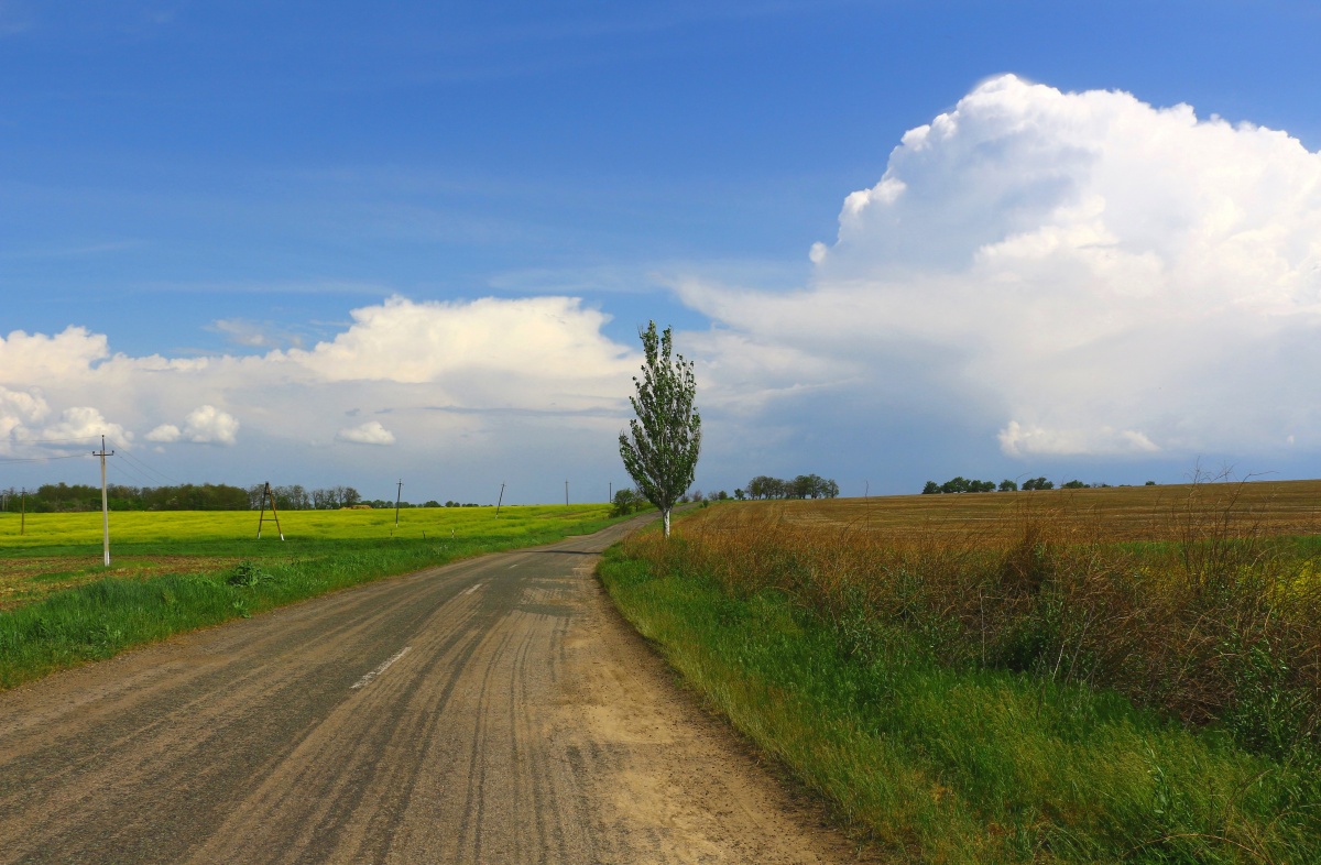 Pappel an der Straße ...