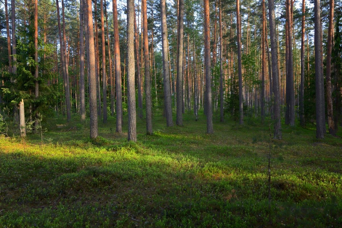 Abend in den Kiefernwald