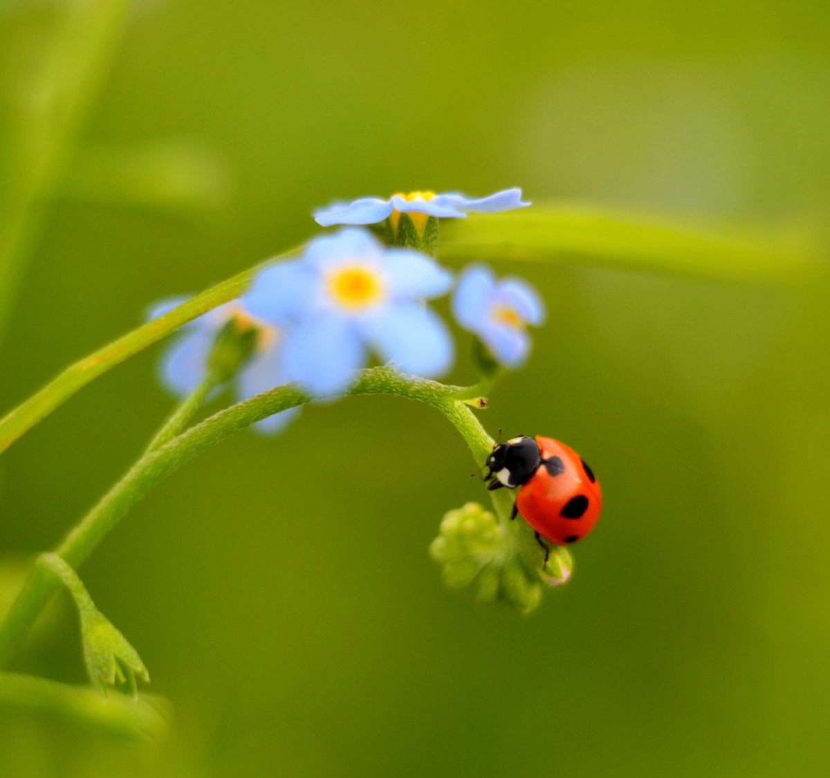 Marienkäfer auf Blumen