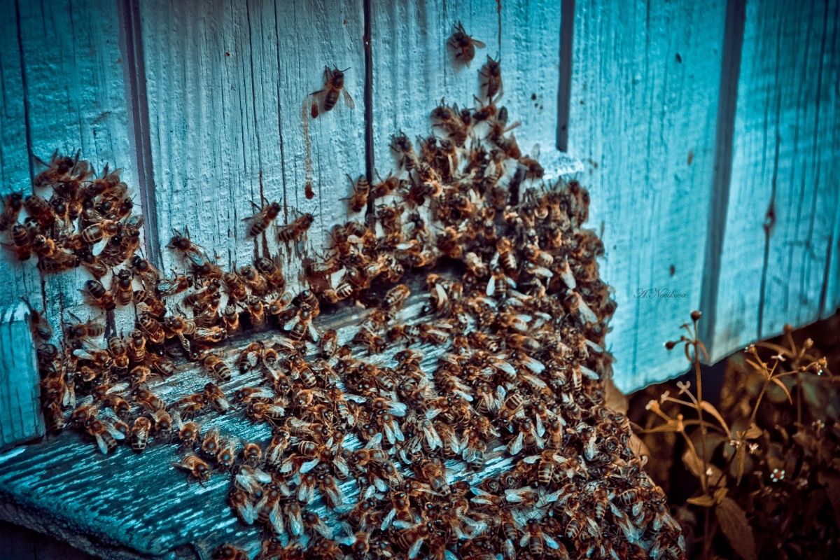 Hitze, es ist überall