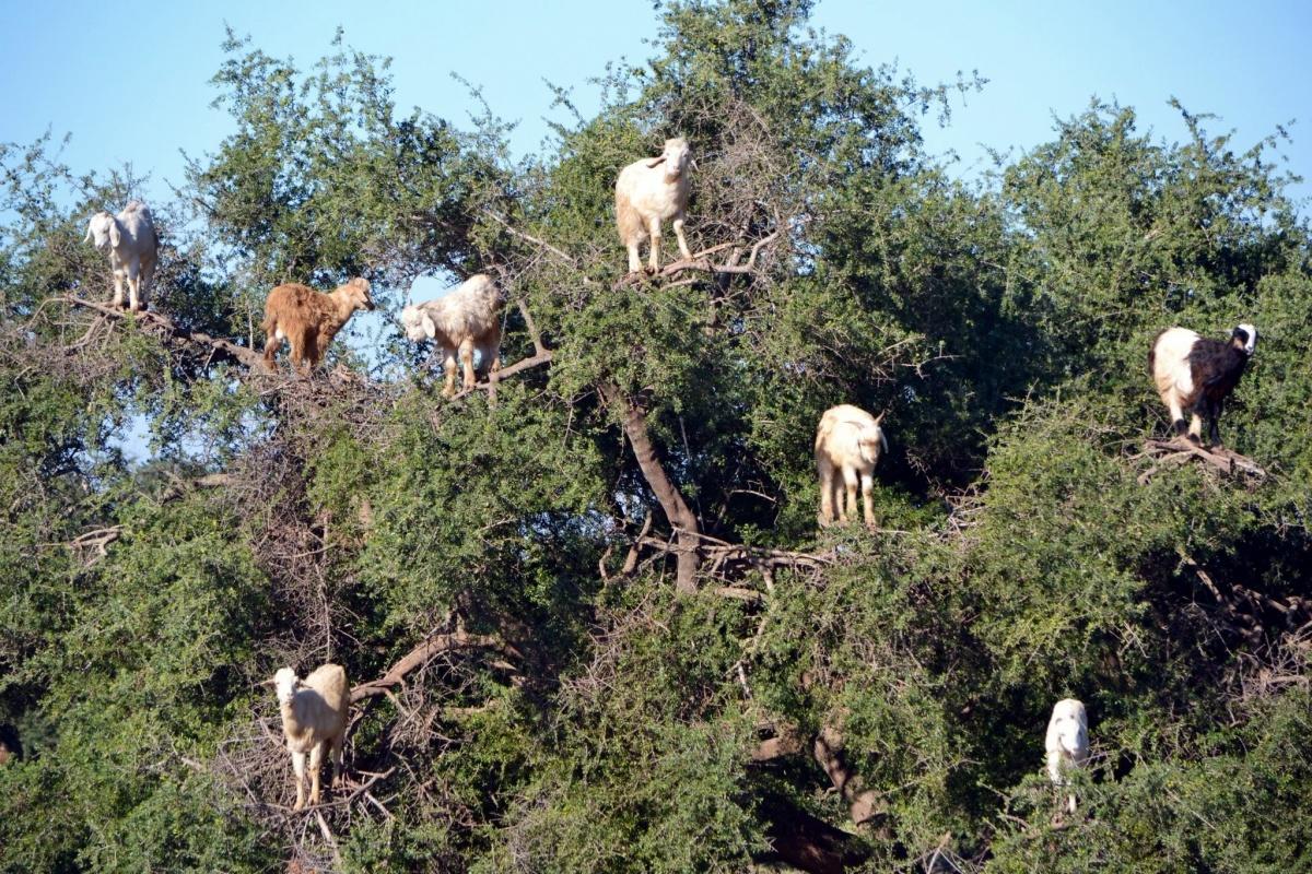 Kollektive Unbewusste