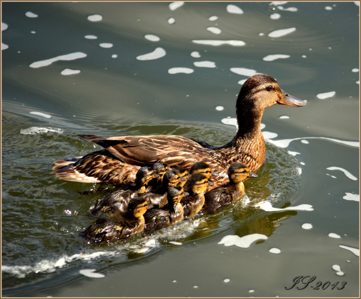 Kollektive Unbewusste