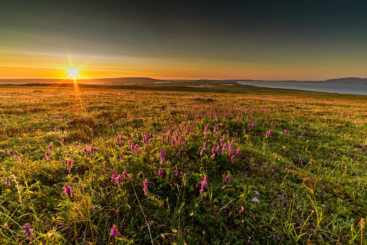 Sonnenuntergang in der Tundra
