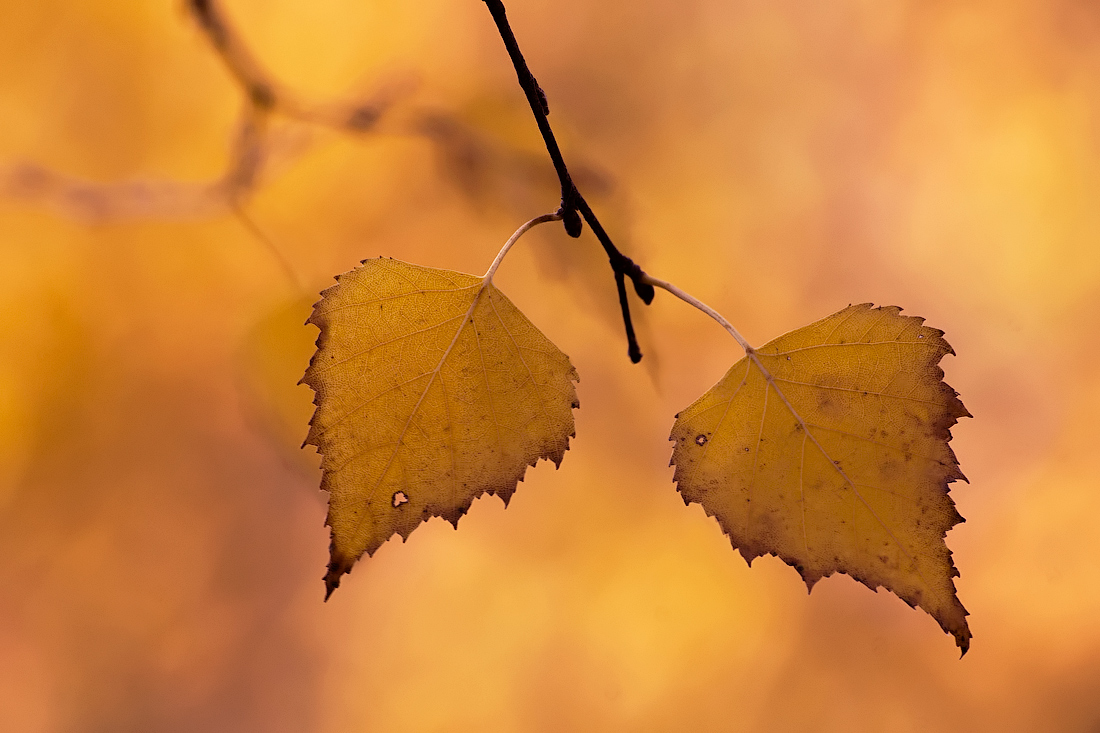 Autumn leaves brennen ...