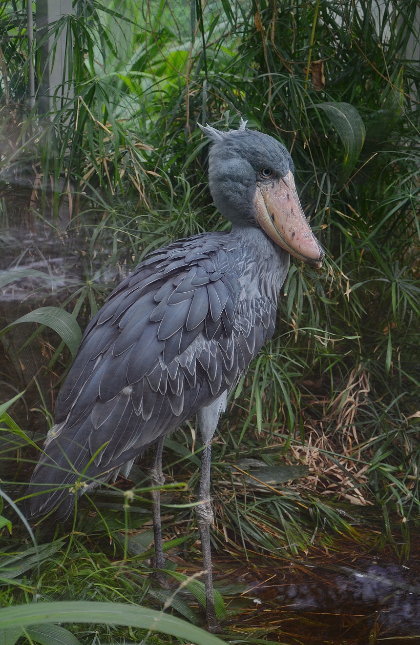 Shoebill