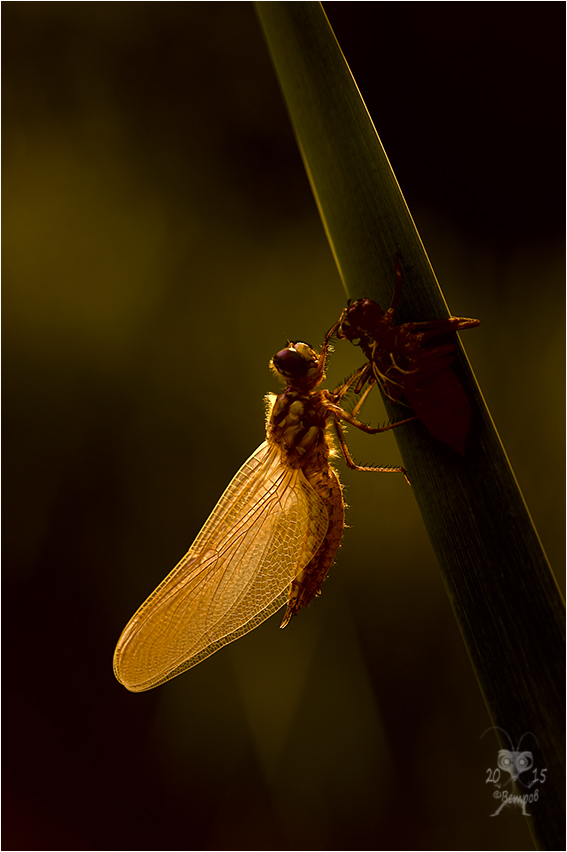 Das Sakrament der Geburt von ...