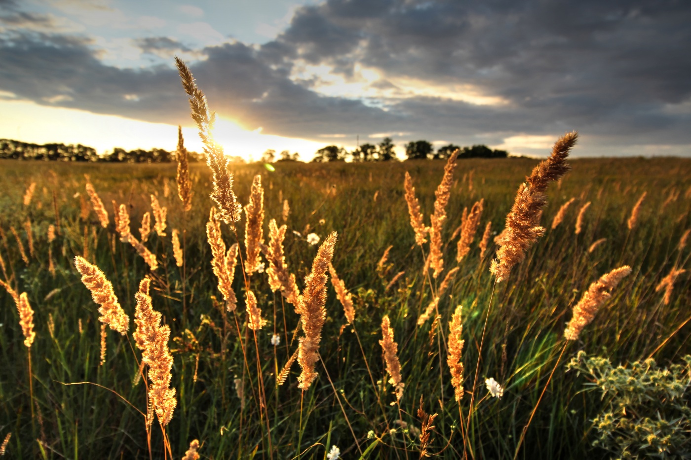 Steppen Sommer Sonnenuntergang