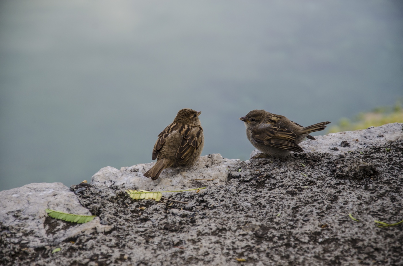 Aufrichtigen Gespräch