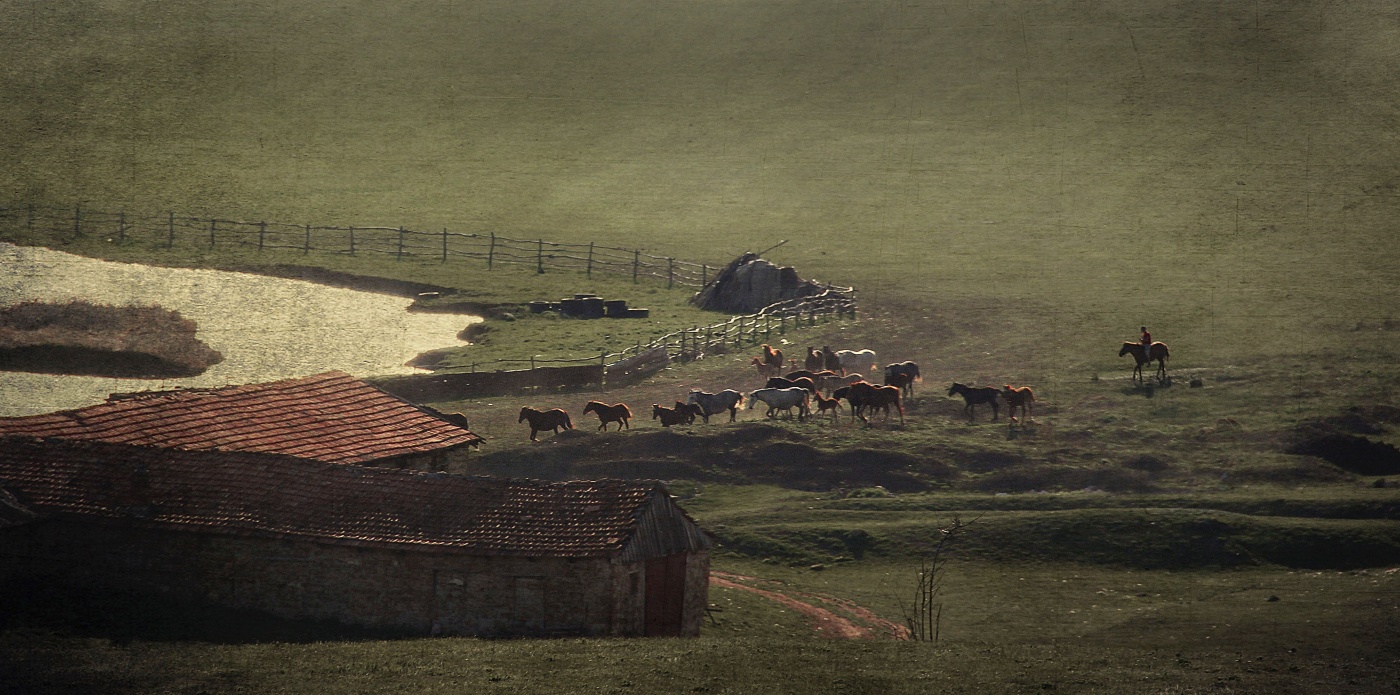 Es gibt Pferde auf dem Fluss